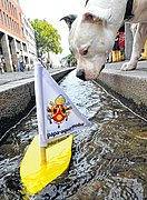  papa-aqua-mobil mit Hund